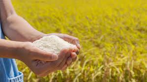 Japan Rice Farmers Face Sharp Cuts in Advance Payments as Demand Weakens